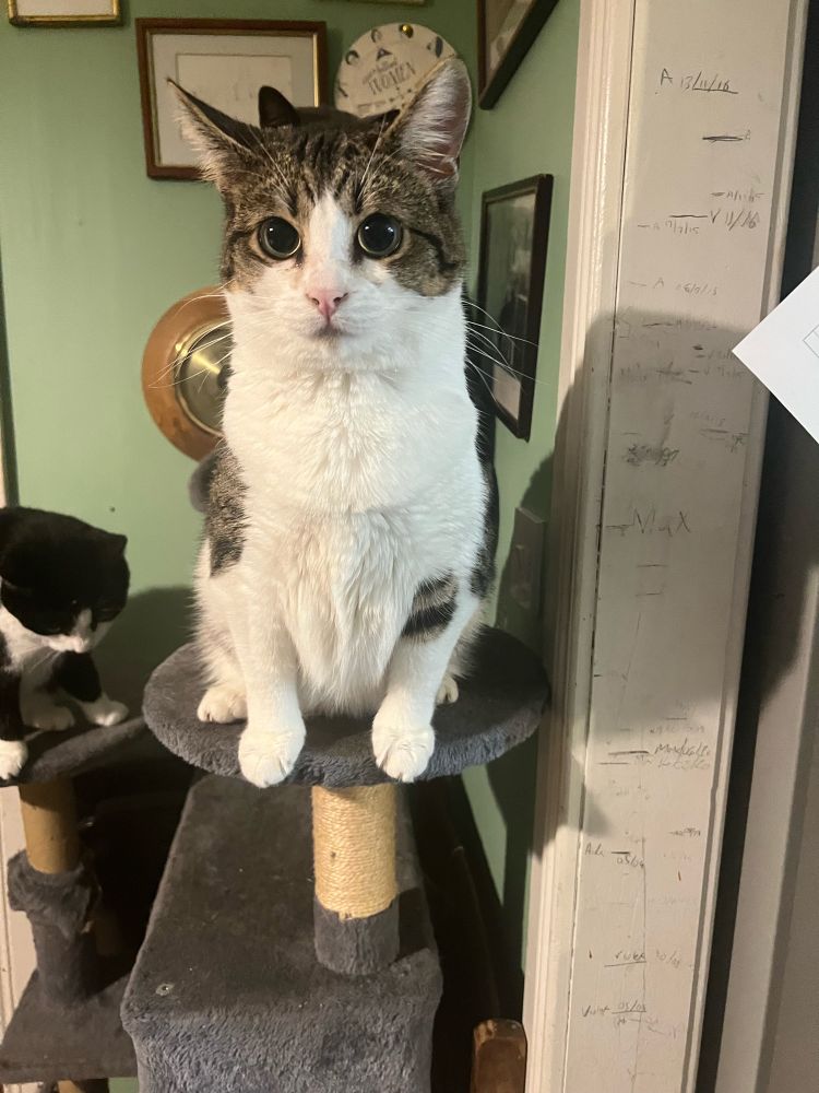 A large and sweet white and tabby cat sits on top of a grey cat tree. According to the vet she is ‘portly’ 