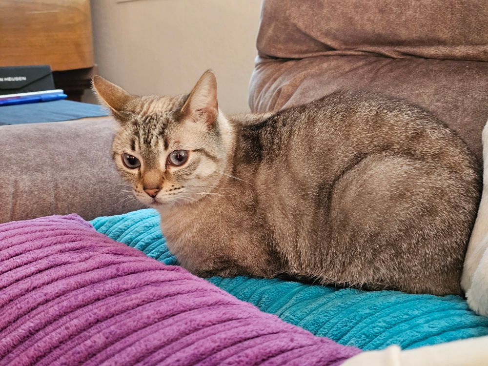 Kevin, a lynx point Siamese, rests on a blue pillow on a recliner. This is one of his favorite spots!
