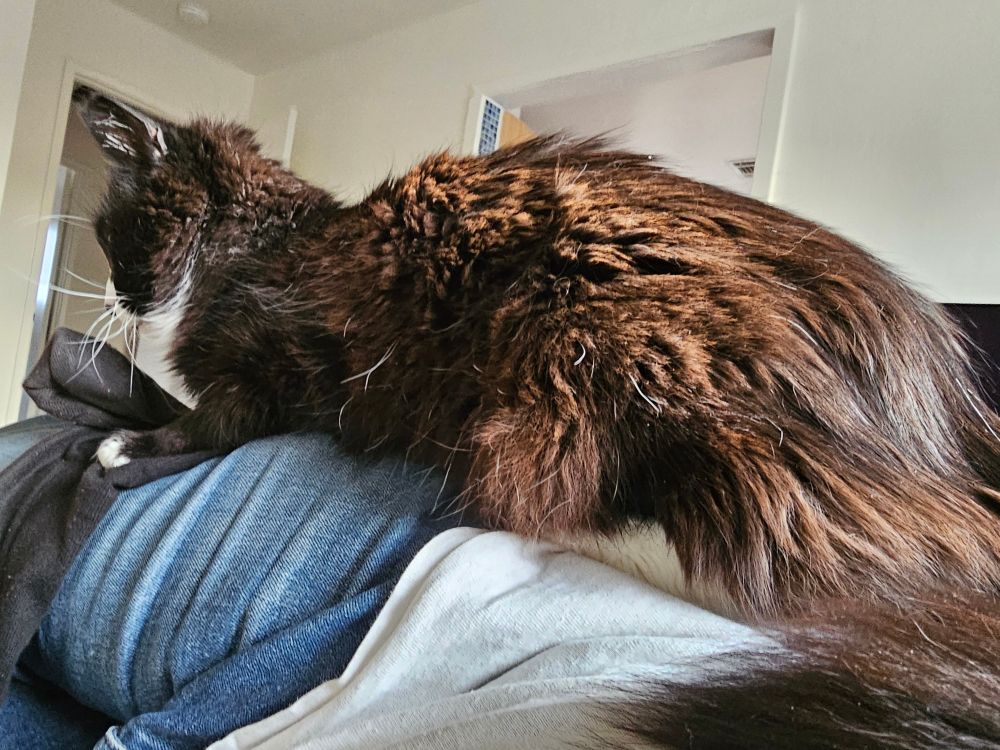 A male tuxedo cat rests on a human's leg, trapping the human lovingly