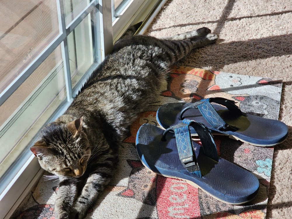 Luna, a grey female tabby cat, is sunbathing. Could she be an Ocicat?