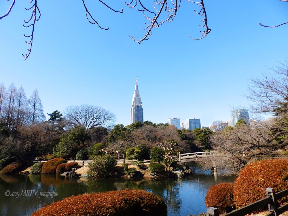 Shinjuku Gyoen National Garden : 
新宿御苑 by the Japanese wooden bridge..