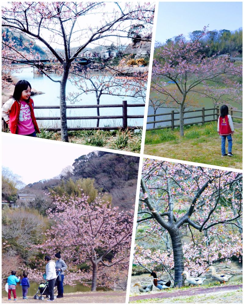 Yoritomo Sakura trees are a little low in height compared to the likes of Somei Yoshinos; Yae Sakuras ; or even compared to Kawadzu Cherry trees🌸🌸🌸. 