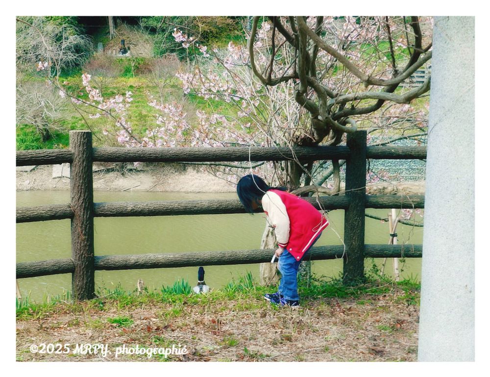 My munchkin ready to give the mallard🦆 some feeds she has bought for ‘em ..Under the 頼朝桜 (Yoritomo Cherry Blossoms) over at another nearby Lake Dam in the Souths of Chiba, Sakuma Dam (佐久間ダム)