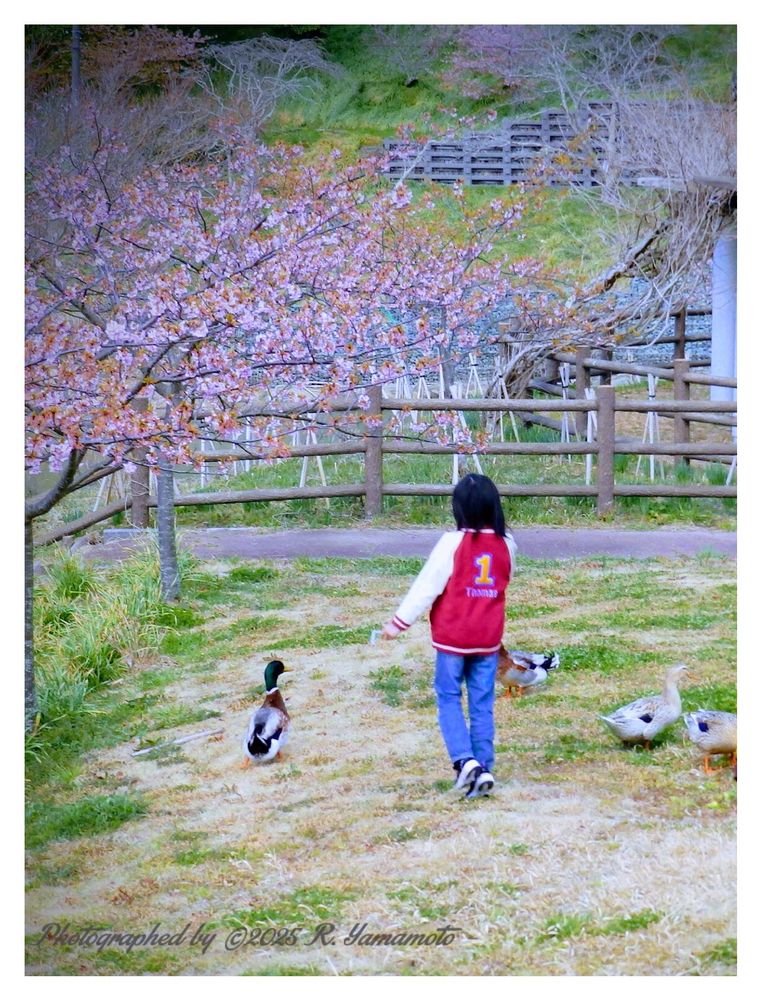 🌸花より — - カモ 🦆 だな..
やはり😆😅

Mallard ducks over Flowers, clearly🤭 