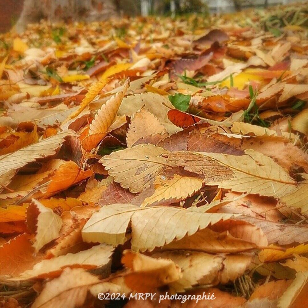 A close-up, low-angle shot of a thick carpet of fallen autumn leaves in shades of brown, gold, and orange, with hints of green grass peeking through.