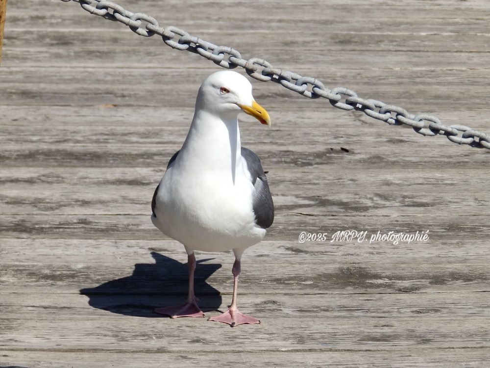 A seagull with white head and belly, dark grey wings, and a yellow beak stands facing forward on a weathered wooden dock. A metal chain runs diagonally across the top of the frame. 