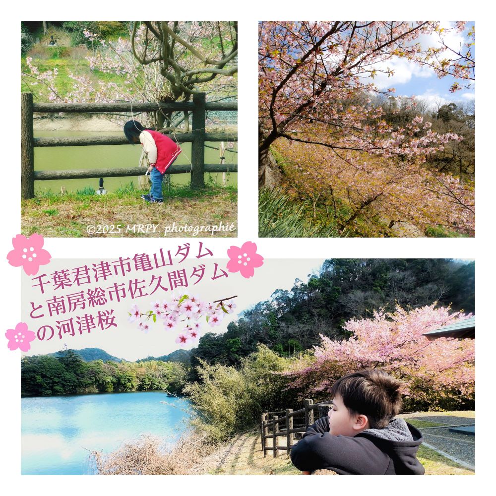 Early blooming Cherry blossoms— 頼朝桜 (Yoritomo Sakura) at 佐久間ダムSakuma Dam ; and the 河津桜(Kawadzu Sakura) by the edge of 
亀山ダム (Kameyama Dam). Son & daughter both didn’t seem to be interested in the blooming flowers though..😅
