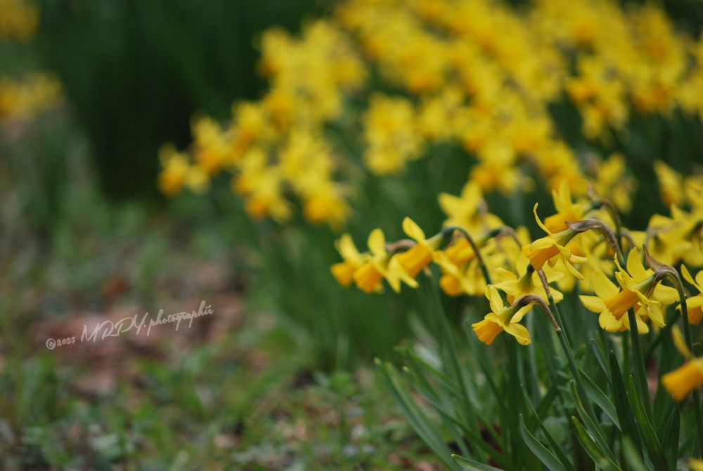 “Cyclamen Daffodils” says its markings, one of the many varieties of the Narcissus/Daffodil species, seen blooming at Shinjuku Gyoen Park today..