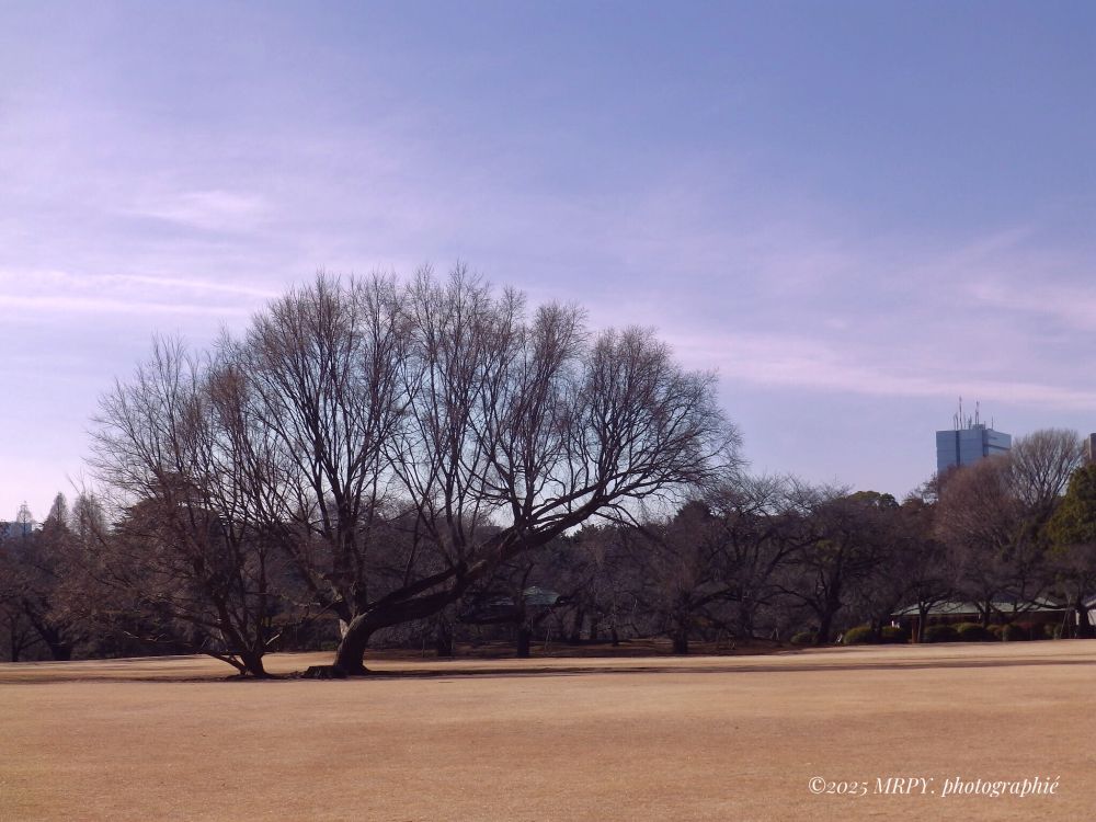 Shinjuku Gyoen National Garden : 新宿御苑 