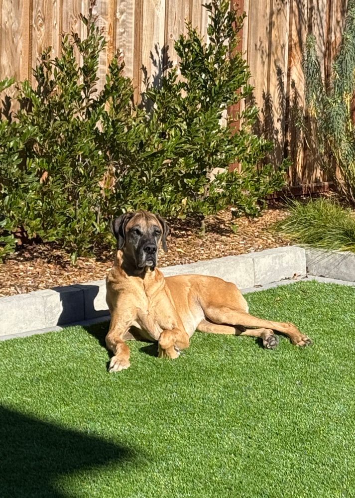 Gorgeous fawn Great Dane sunbathing and surveying his domain on a bright green lawn in front of a backdrop of bushes. 