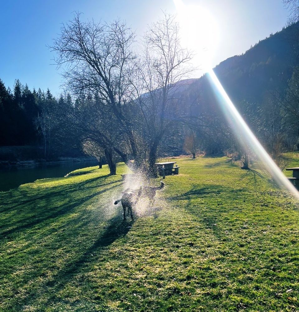 Two dogs playing in the sprinkler on green grass