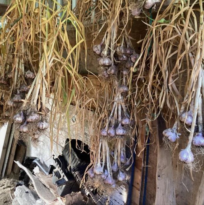 Garlic curing and drying in my garage 