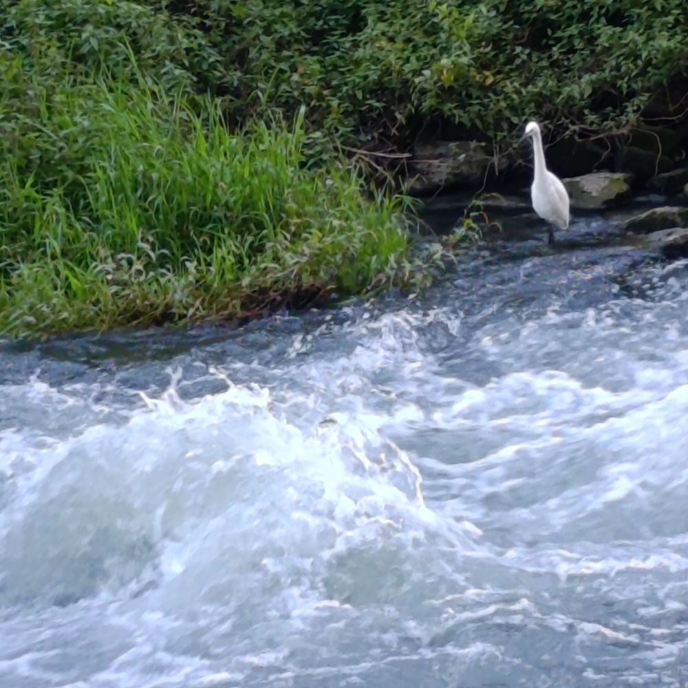 Un airone guarda scorrere l'acqua di una piccola rapida.