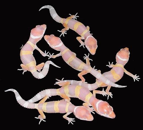 several pink and orange geckos  