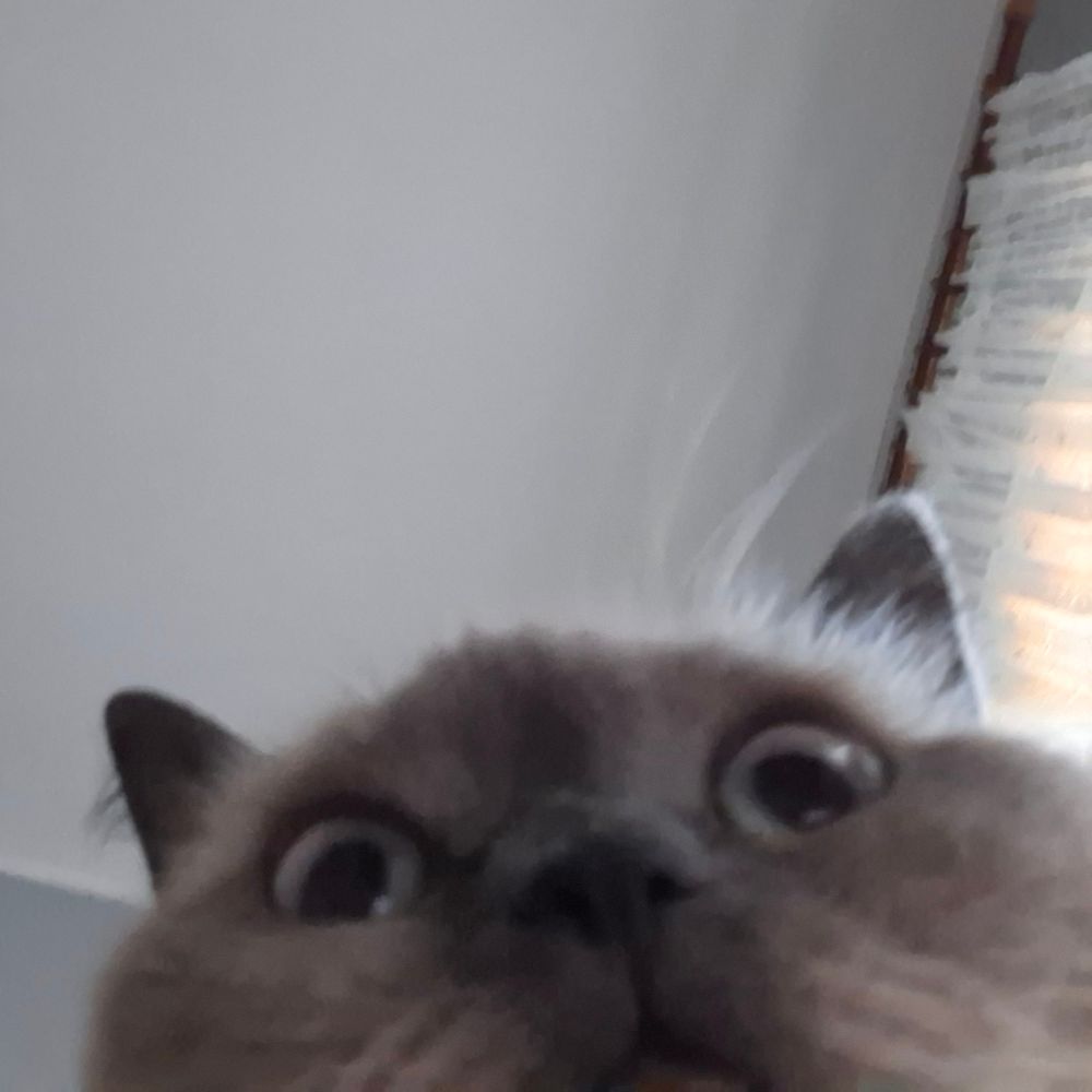 Front camera selfies of Blaire the fluffy colorpoint cat who's leaning over the phone. It's very much giving 'you just set up your grandma a Facebook account and she figured out how to take her profile picture'. Blaire is seen looking into distance, although her eyes are crossed and facing two different directions. Her cheeks, mouth and nose are giant, while her ears are tiny and pointy. In the second photo we see a bit more of her face than in the first one. She looks a bit furious, but that's just her Slavic smile. The caption says 'In case you were wondering: I am befuddling.'