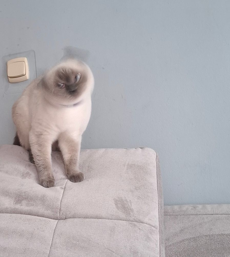 A photo of Blaire the fluffy colorpoint cat on top of a sofa's back pillow which is standing sideways, meaning it's very tall and slanted, allowing Blaire to climb it and she did just that. Now she's there and her head is in motion blur because she's shaking it very fast, like cats tend to do, but she wants you to believe it's the blowing wind. The caption says 'I'm on Mount Everest! The wind is blowing very hard, so I can't hear you!'