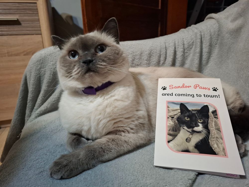 Photos of Blaire the fluffy colorpoint cat showing off a card she's just received in the mail. It's from her friend Mitzi! It's a white, holiday-themed card with an adorable photo of Mitzi the tuxedo kitty under a blankie on it! Blaire is lifting her head up with pride. She is the proudest owner of yet Mitzi card! How lucky she is to have such amazing friends. In the second picture she is seen sniffing the card. The caption says 'An alert! I have received a Christmas card in the mail! It is from my dear friend Mitzi! Thank you, Mitzi! I will cherish it! And protect it! You look fantastic on it, bestie. Woah. Look at me with my Christmas card!' 