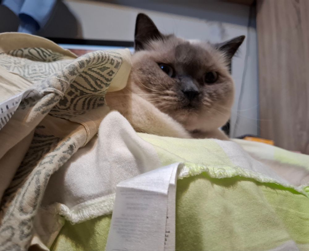 Photos of Blaire the fluffy colorpoint cat loafing on a pouffe, with her mom's green and white shirt underneath her and her beloved uncle's beige shirt covering her like a blanket. She looks quite content, and is just there relaxing. She perhaps might look a little bit worried to some, but that's just her regular expression. The caption says 'Mom's shirt underneath Blaire, uncle Matt's shirt over Blaire. Blaire content.'