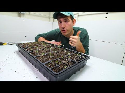 SIX Reasons Your Seedlings Are Leggy + Solutions