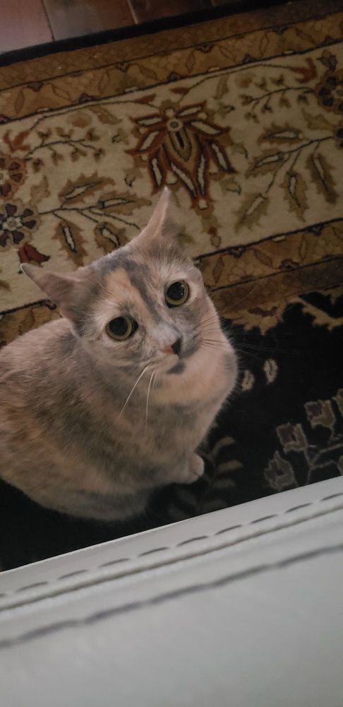 A gray cat looking at the camera