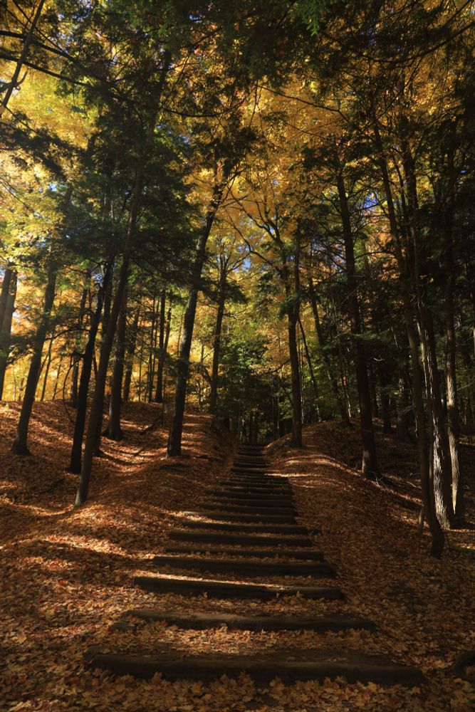 A staircase in a forest of evergreens and yellow and orange leaves.