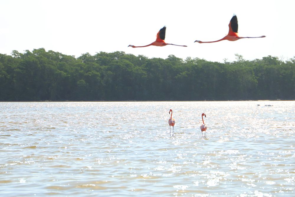 two flamingos fly over two other flamingos, standing in glittering water