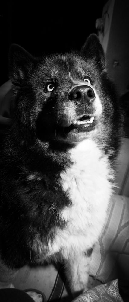 Heiko un chien noir et blanc