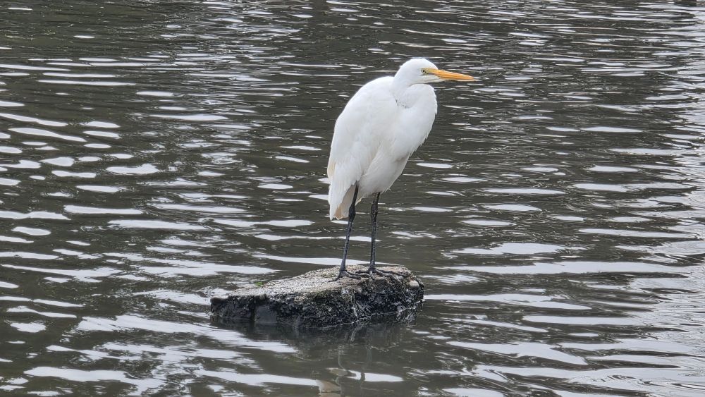 Photograph of a white heron (kōtuku) at the park. A rare sight around here.