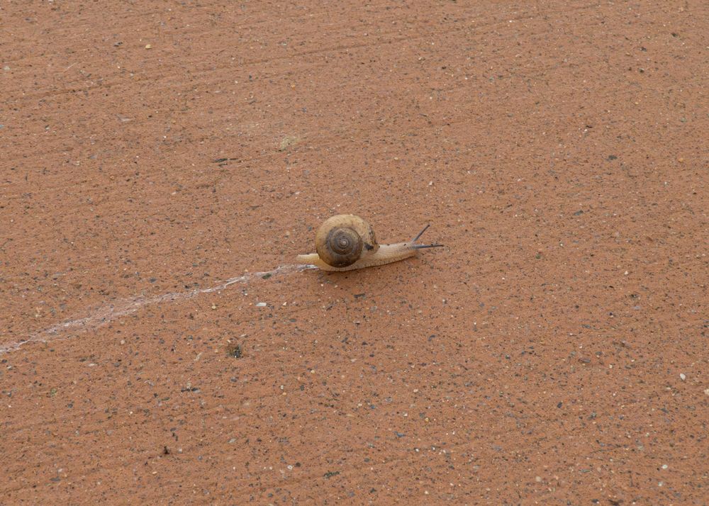 황토색 포장 도로 위 달팽이 한마리가 화면 왼쪽을 향해 가고있다. 달팽이가 지나온 길엔 하얀 점액이 길게 남아있다.