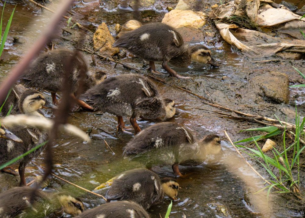 새끼 오리들이 먹이를 찾는지 부리가 강바닥을 향해있다.