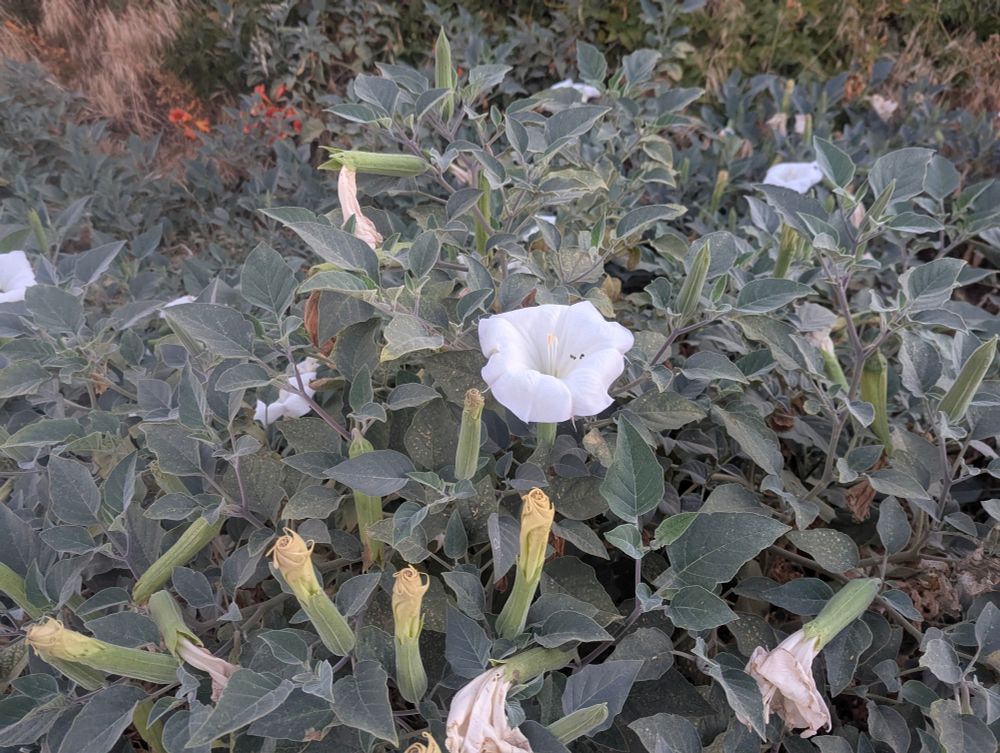 Sacred Datura 