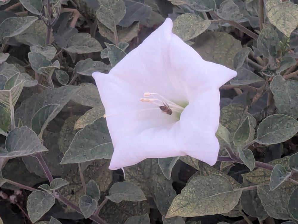 Sacred Datura and a bee. 