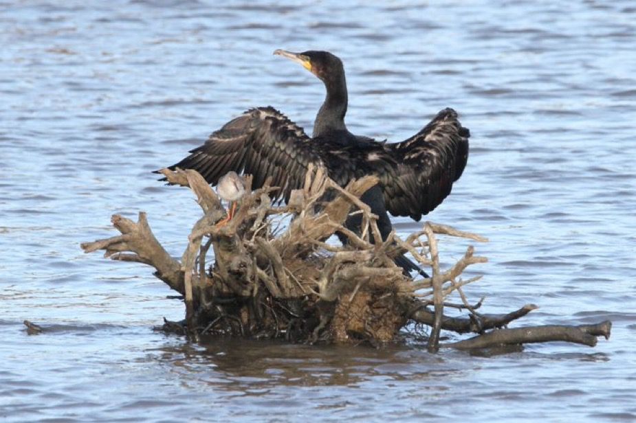 Cormorant with outstretched wings and Redshank on tree stump in river.
