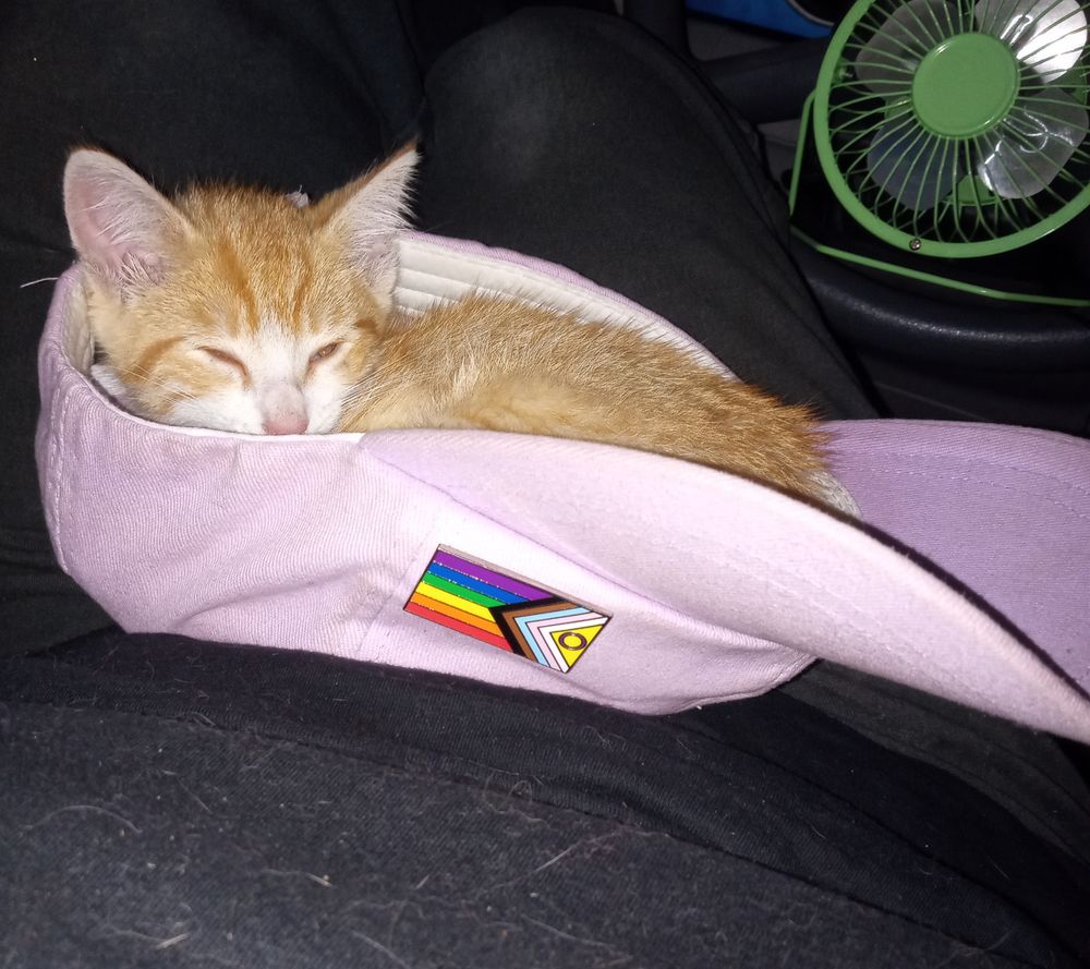 small orange and white tabby kitten cuddled into an upside-down pink ball cap that has a progressive pride pin attached to it (unimportant clutter in the background)