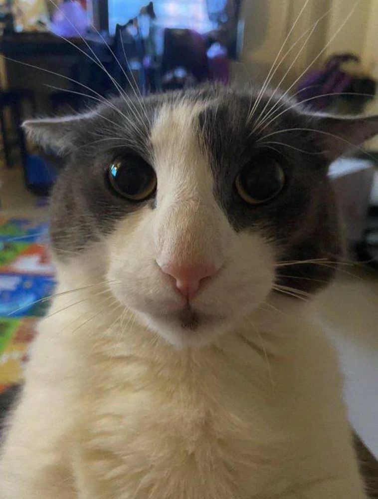 Photo of a cat who looks like actor Adam Driver staring at the camera in muted shock
