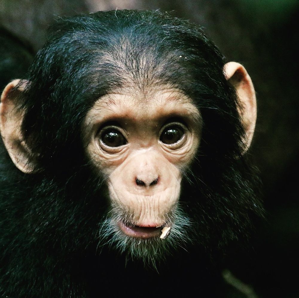 A tiny chimpfant looks at the camera with surprise