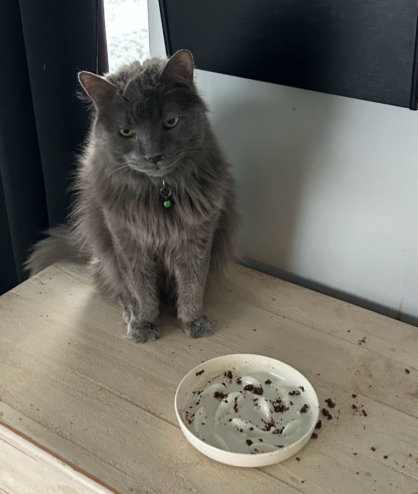 A gray fluffy cat with severe grumpy old man face glowers over a dirty but empty cat dish.