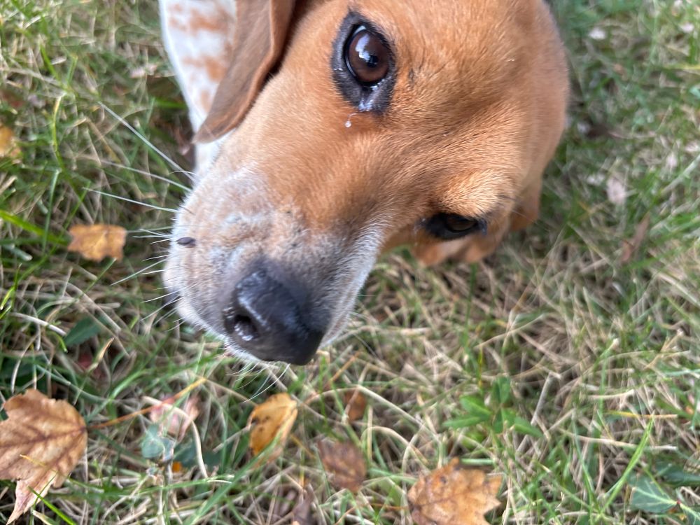 It’s a beagles face on the grass with some brown leave