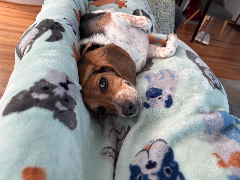 It’s a beagle sideways on a couch with a blue blanket with dogs printed on it