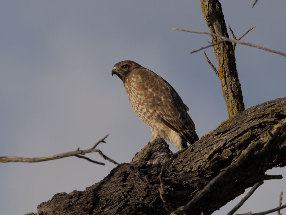 A red-tailed hawk sitting on a branch