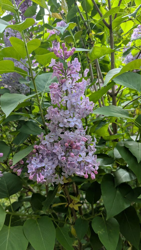 Light purple lilac flowers blooming against green foliage.