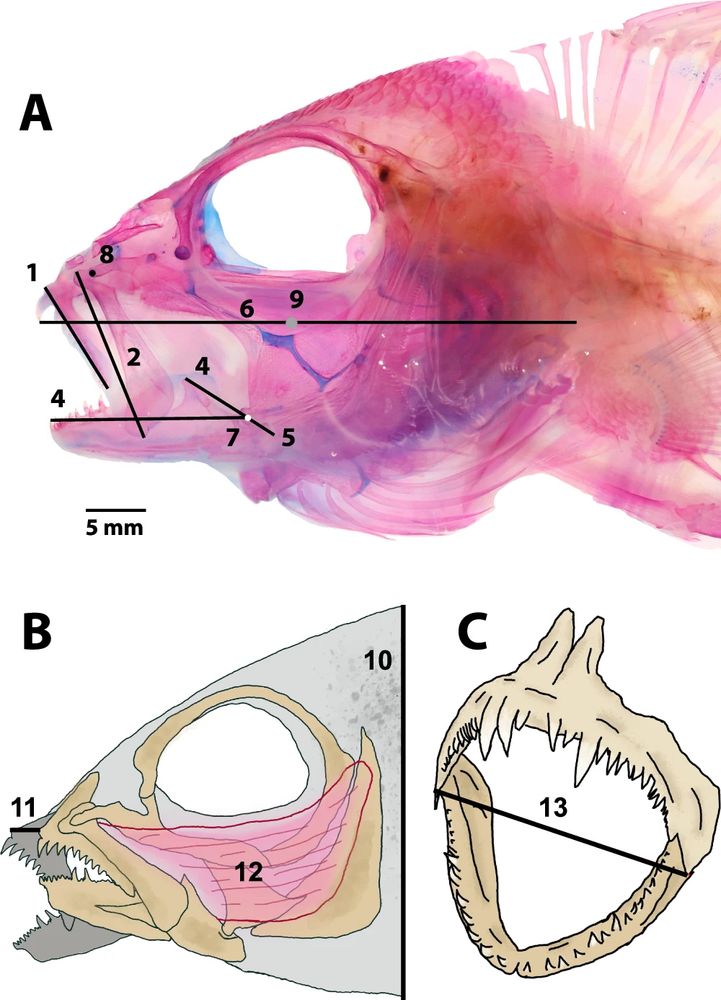 A fish, cleared and stained, has been marked with lines to demonstrate linear measurements taken. Likewise, two drawings of fish anatomy demonstrate other measurements.
