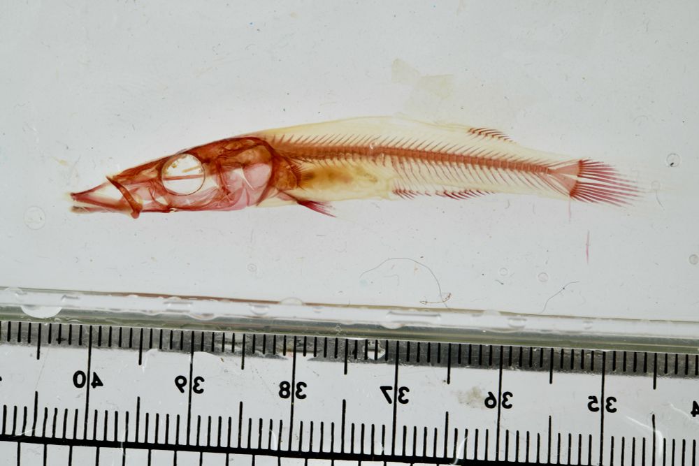 An image of a fish whose muscle tissue has been digested and is transparent; the bones of the fish have been dyed red. The fish is just 5 cm long. 