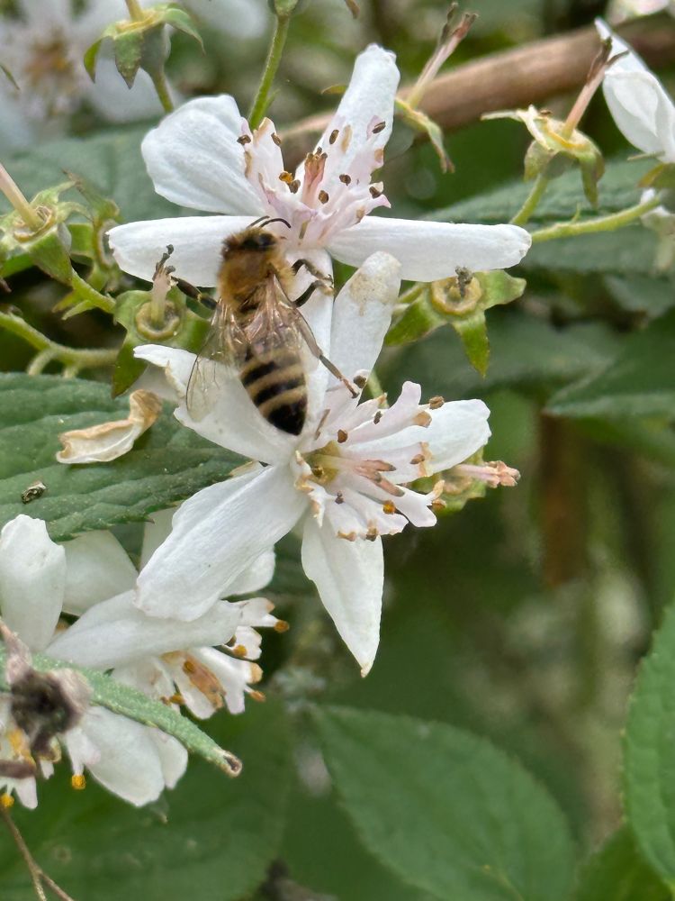 Biene auf der Blüte einer Deutzie.
