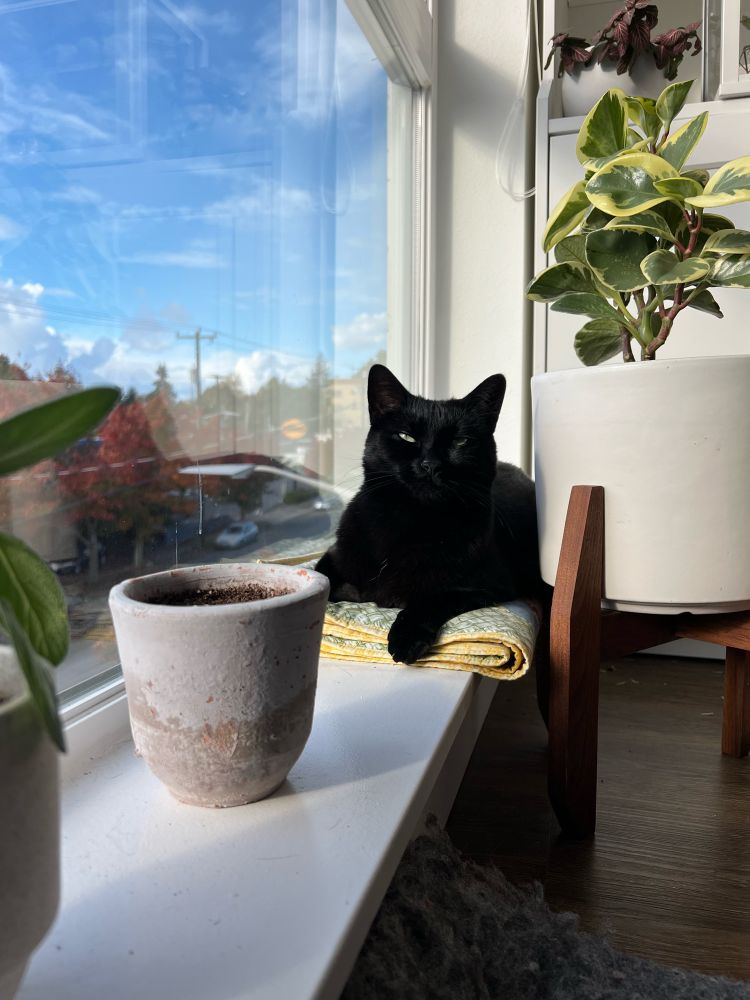 Black cat sits in a windowsill below a houseplant that’s about twice the size of the cat. Fall leaves on trees and a blue sky are outside. The cat looks near the camera with slitted eyes. 