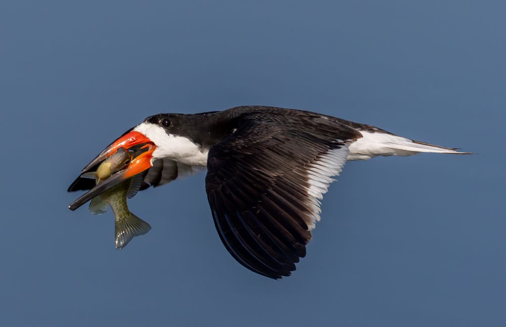 Black Skimmer with Big Fish - Spent some time with this Black Skimmer and watched it catch several fish.  Lots of times you see them with pretty small fish but this one was pretty decent sized. 🪶