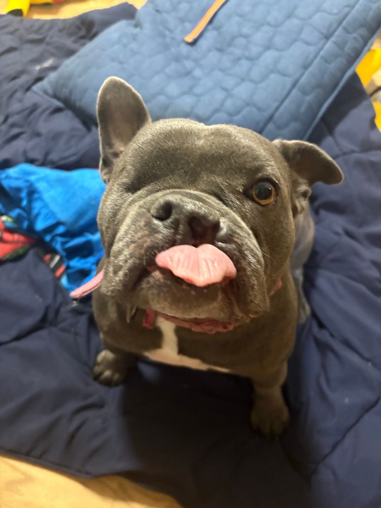 Mia, French bulldog/pitbull, tongue sticking out, crooked nose and a cleft lip.