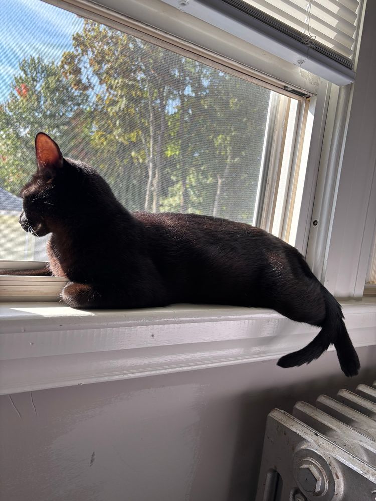 The same coco brown cat continues lying in the window, now distracted by the actions of the peasants far below