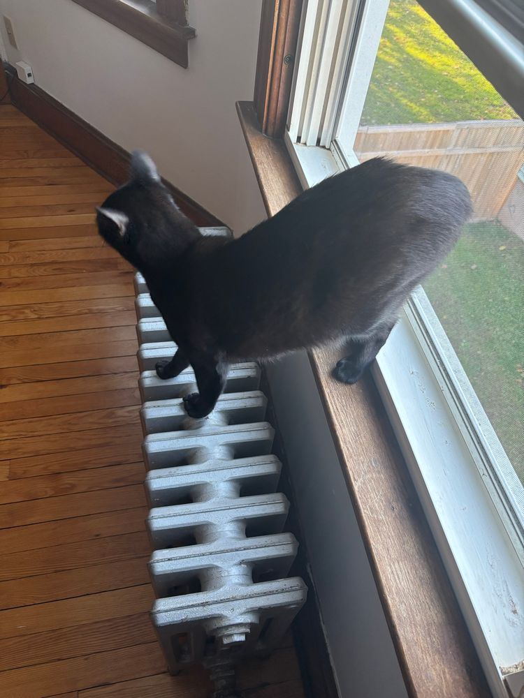 The same cat. Still small and black suns his booty on the same window sill, balancing on a radiator 