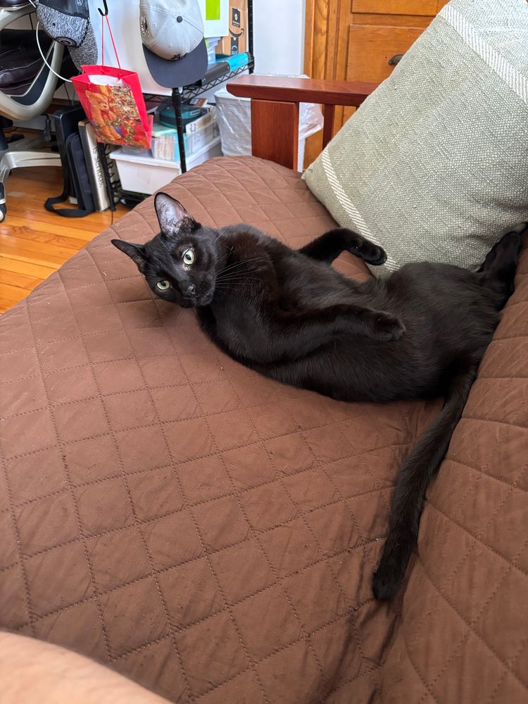 The same silly boy sprawls belly up on the couch, looking expectantly towards me